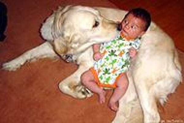 About Dogs