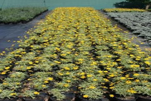 Urban Landscape Solutions