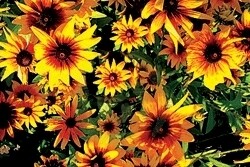 Clark Horticulture CC