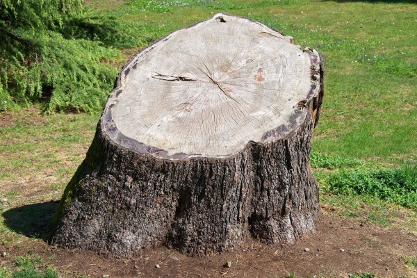 Tree Fellows CC