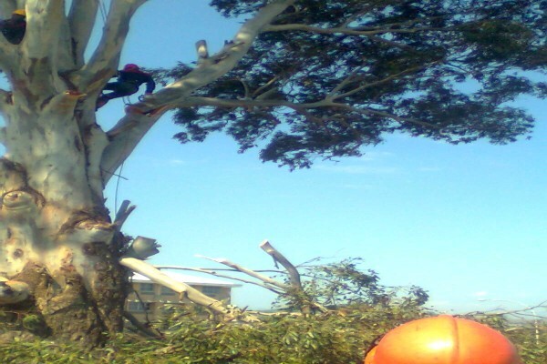 Forester Venter Tree Fellers