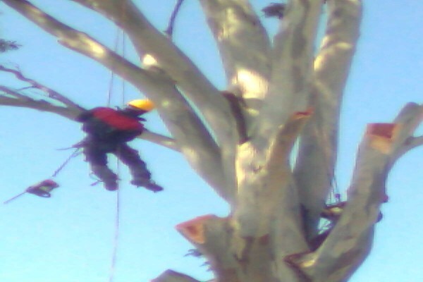 Forester Venter Tree Fellers