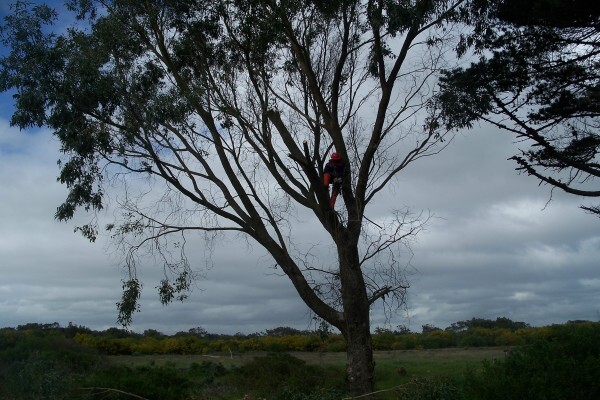 Forester Venter Tree Fellers