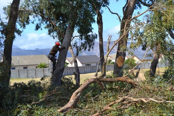 Forester Venter Tree Fellers
