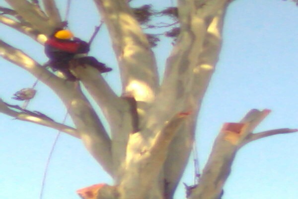 Forester Venter Tree Fellers
