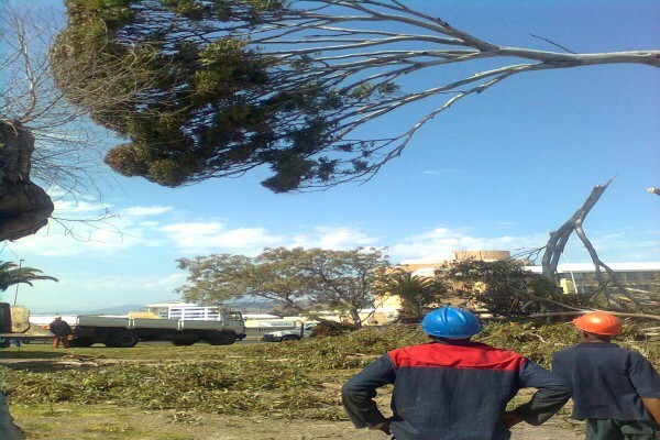 Forester Venter Tree Fellers