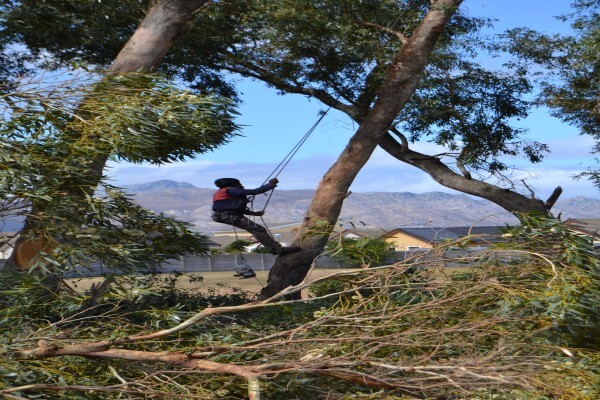 Forester Venter Tree Fellers