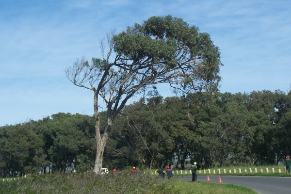 Forester Venter Tree Fellers