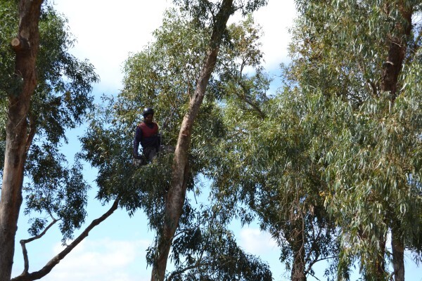 Forester Venter Tree Fellers
