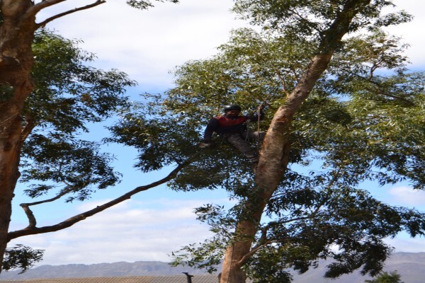 Forester Venter Tree Fellers