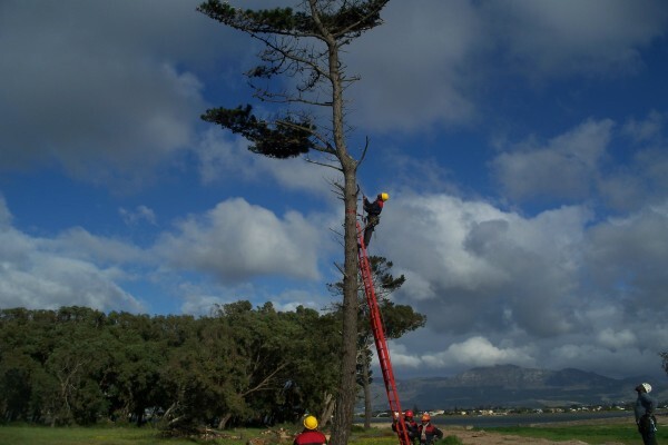 Forester Venter Tree Fellers