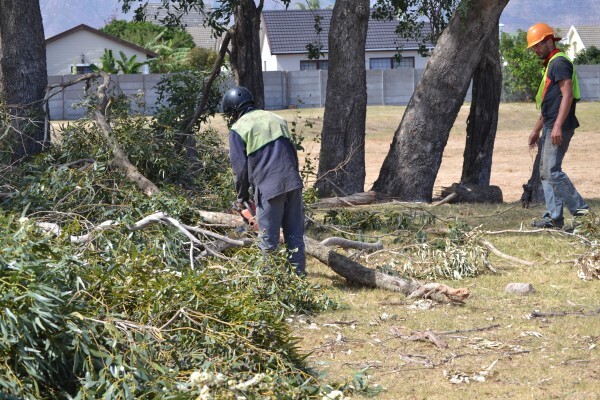 Forester Venter Tree Fellers
