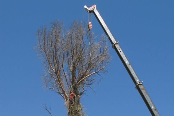 KDB Treefelling CC