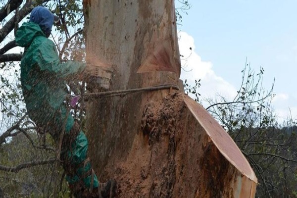 KDB Treefelling CC
