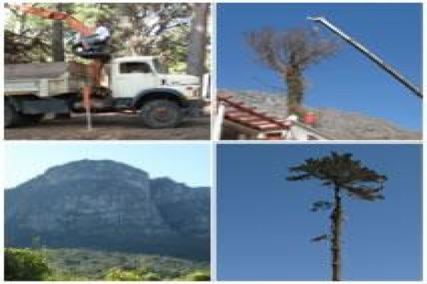 KDB Treefelling CC
