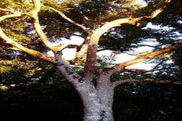 Krige Francois Tree Services