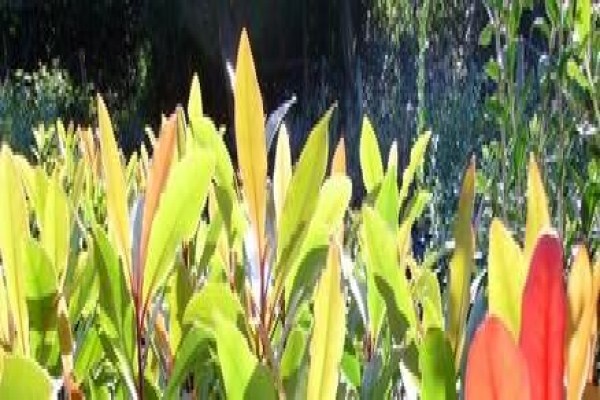 Krige Francois Tree Services