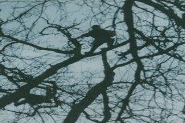 Krige Francois Tree Services