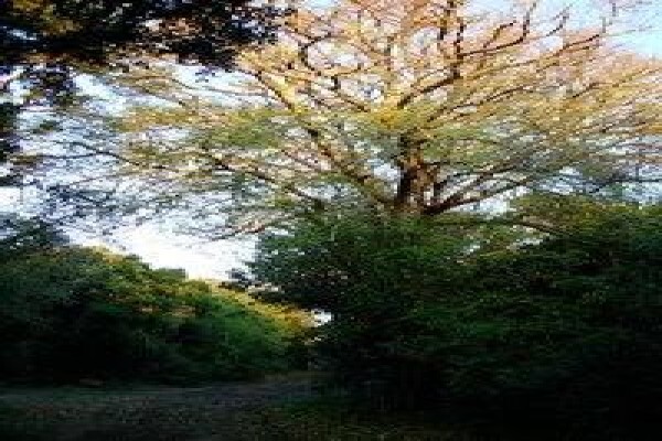 Krige Francois Tree Services