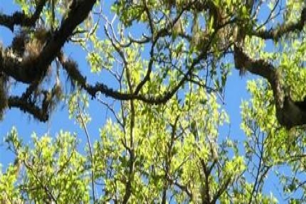 Krige Francois Tree Services