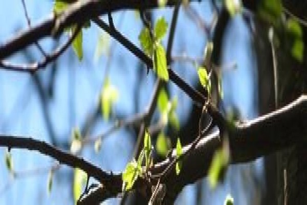 Krige Francois Tree Services