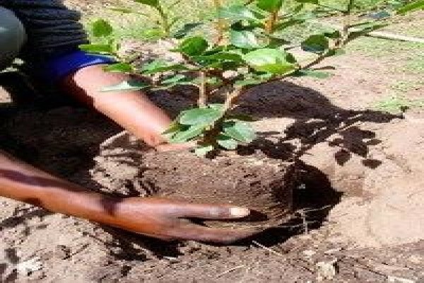 Krige Francois Tree Services