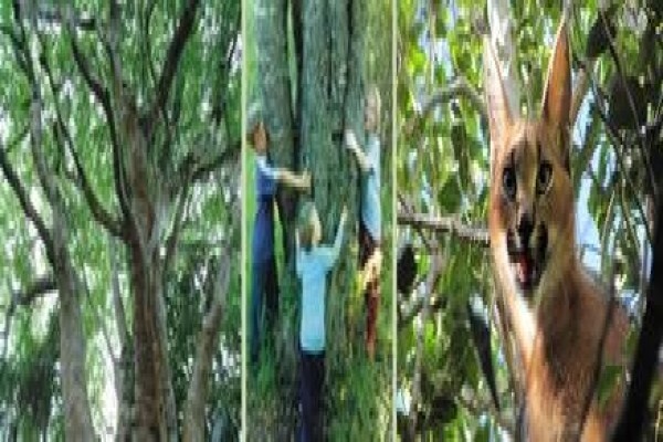 Krige Francois Tree Services