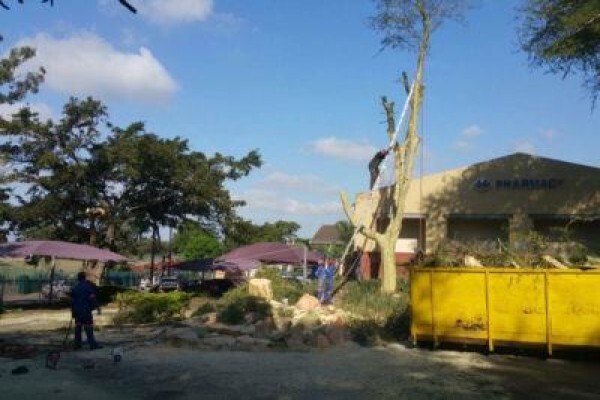 Charlie's Tree Felling