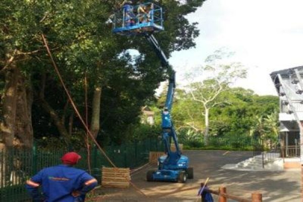 Charlie's Tree Felling