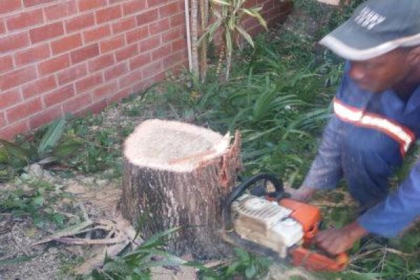 Charlie's Tree Felling