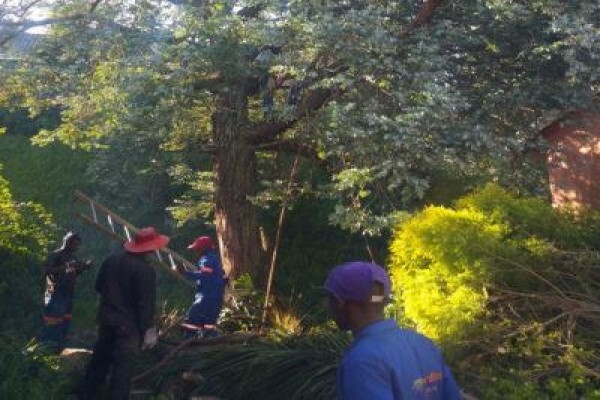 Charlie's Tree Felling
