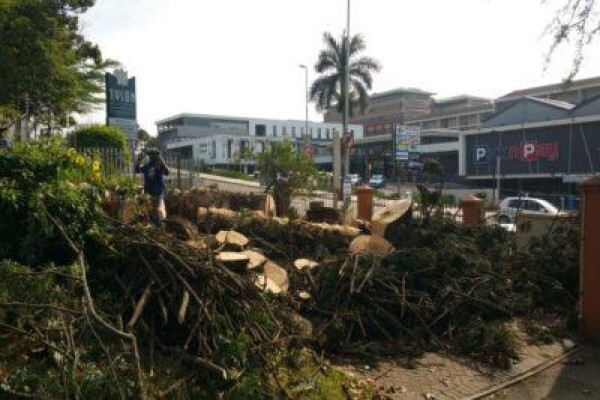 Charlie's Tree Felling