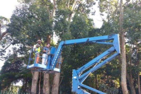 Charlie's Tree Felling