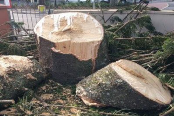 Charlie's Tree Felling