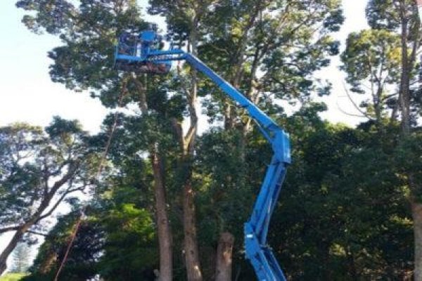 Charlie's Tree Felling
