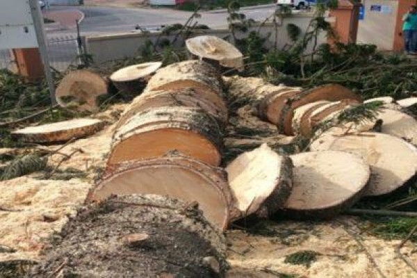 Charlie's Tree Felling