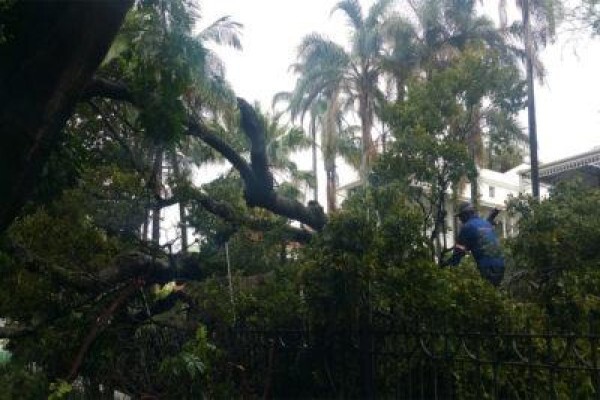 Charlie's Tree Felling