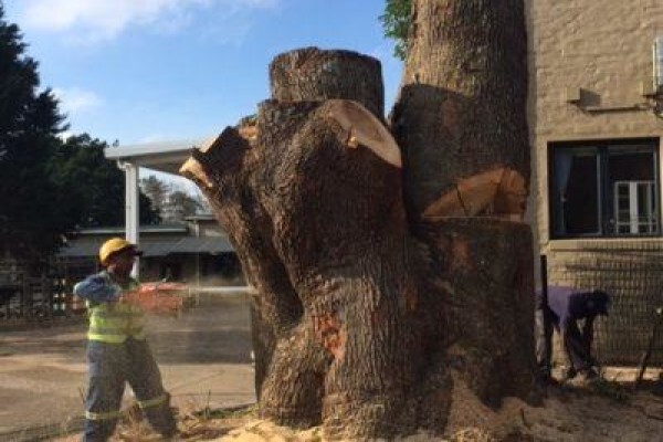 Stump Easy