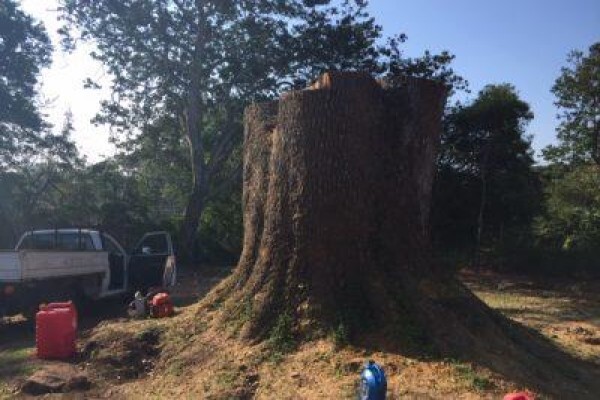 Stump Easy