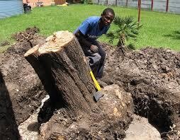 Perfect Tree Fellers