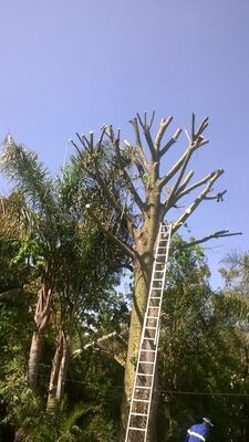 Perfect Tree Fellers