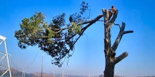 Perfect Tree Fellers