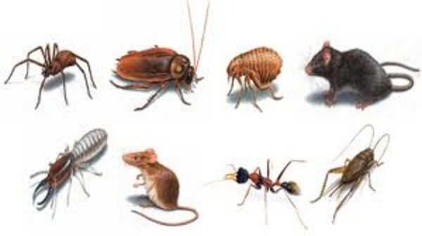 NRE PEST CONTROL