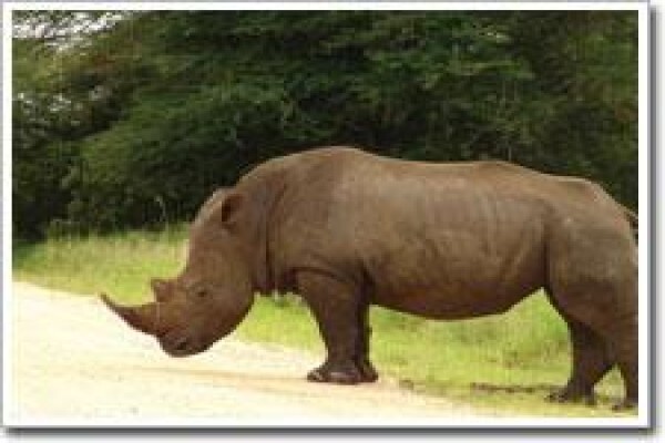 Rhino Coast Guest House