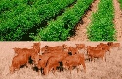 Agriculture (Vryburg)