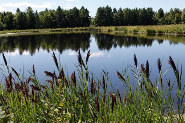 Sappi Forests:Claremont:Comrie