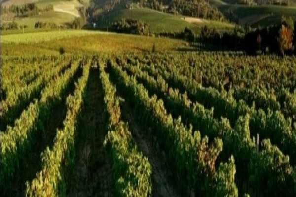 Stellenbosch Tourism Information