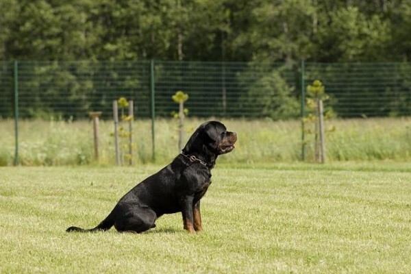 Ralun Kennels & Cattery