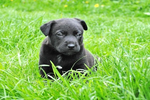 Ralun Kennels & Cattery
