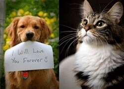 Regal Pet Health